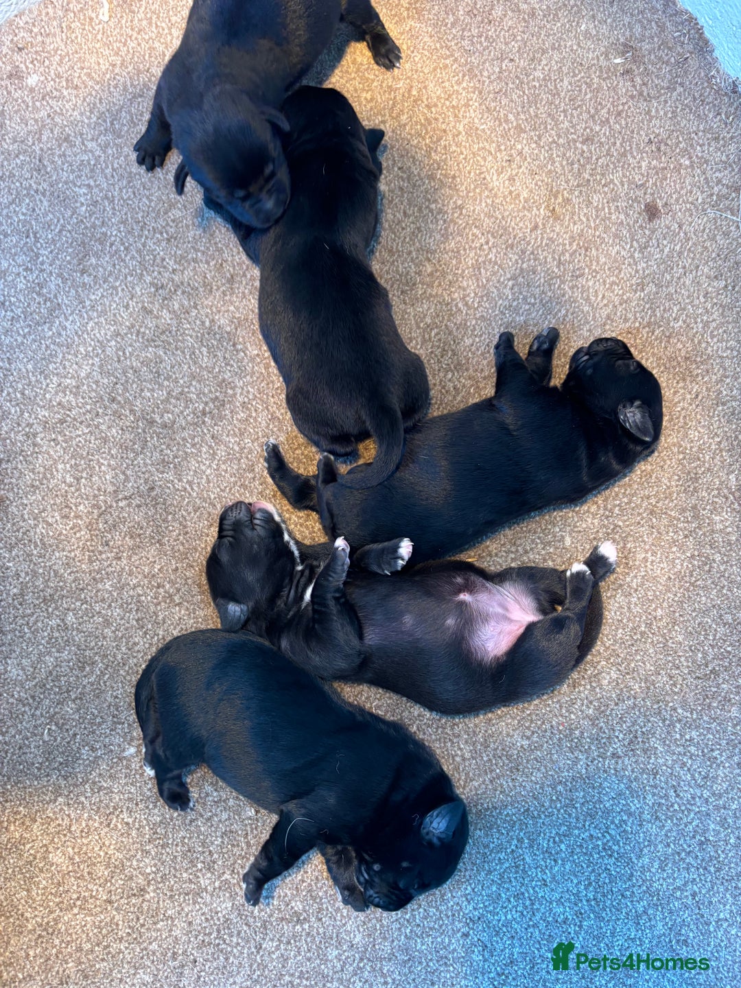 Borador dogs for sale: Labrador X Collie pups - Image 5