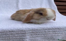Mini Lop rabbits for sale: MINILOP BABIES READY TO RESERVE  - Image 6