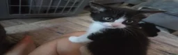 Mixed Breed cats for sale: BSH cross kittens 1 female 2 male - Advert 1