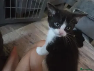 Mixed Breed cats BSH cross kittens 1 female 2 male - Advert 1