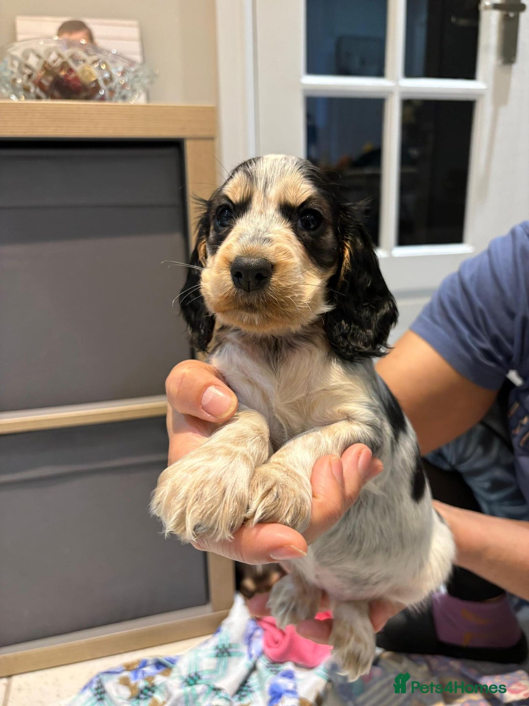 Cocker Spaniel dogs for sale: Pure show type KC reg DNA health test  - Advert 7