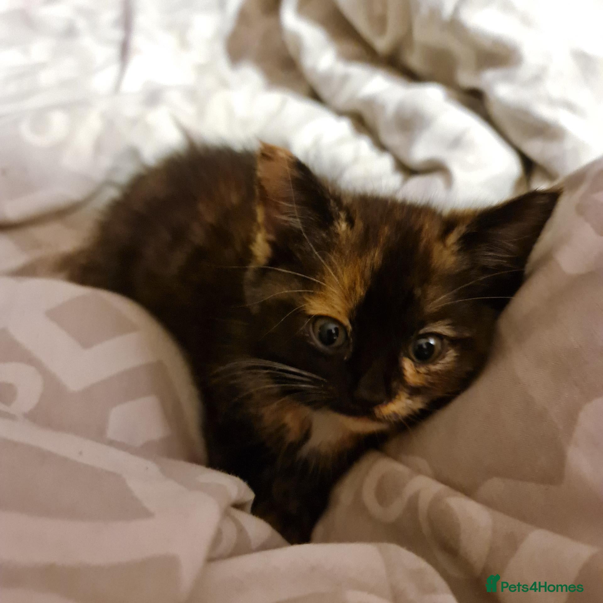 Mixed Breed cats **1 Left** Beautiful Tortoiseshell Kitten  - Advert 6