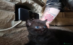 British Shorthair cats for sale: Beautiful little BSH kittens - Image 5
