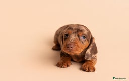 Miniature Dachshund dogs for sale: 🏆Champion KC Mini Dachshunds 0.4% COI 👌🏻 - Image 12