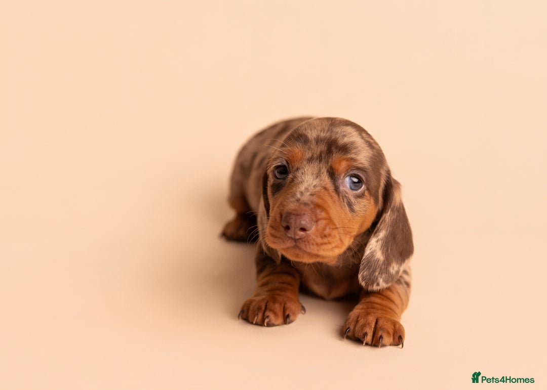 Miniature Dachshund dogs for sale: 🏆Champion KC Mini Dachshunds 0.4% COI 👌🏻 - Image 12