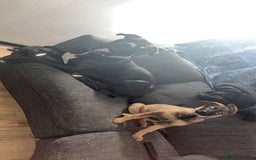 German Shepherd dogs for sale: Narla GSD puppy - Image 2