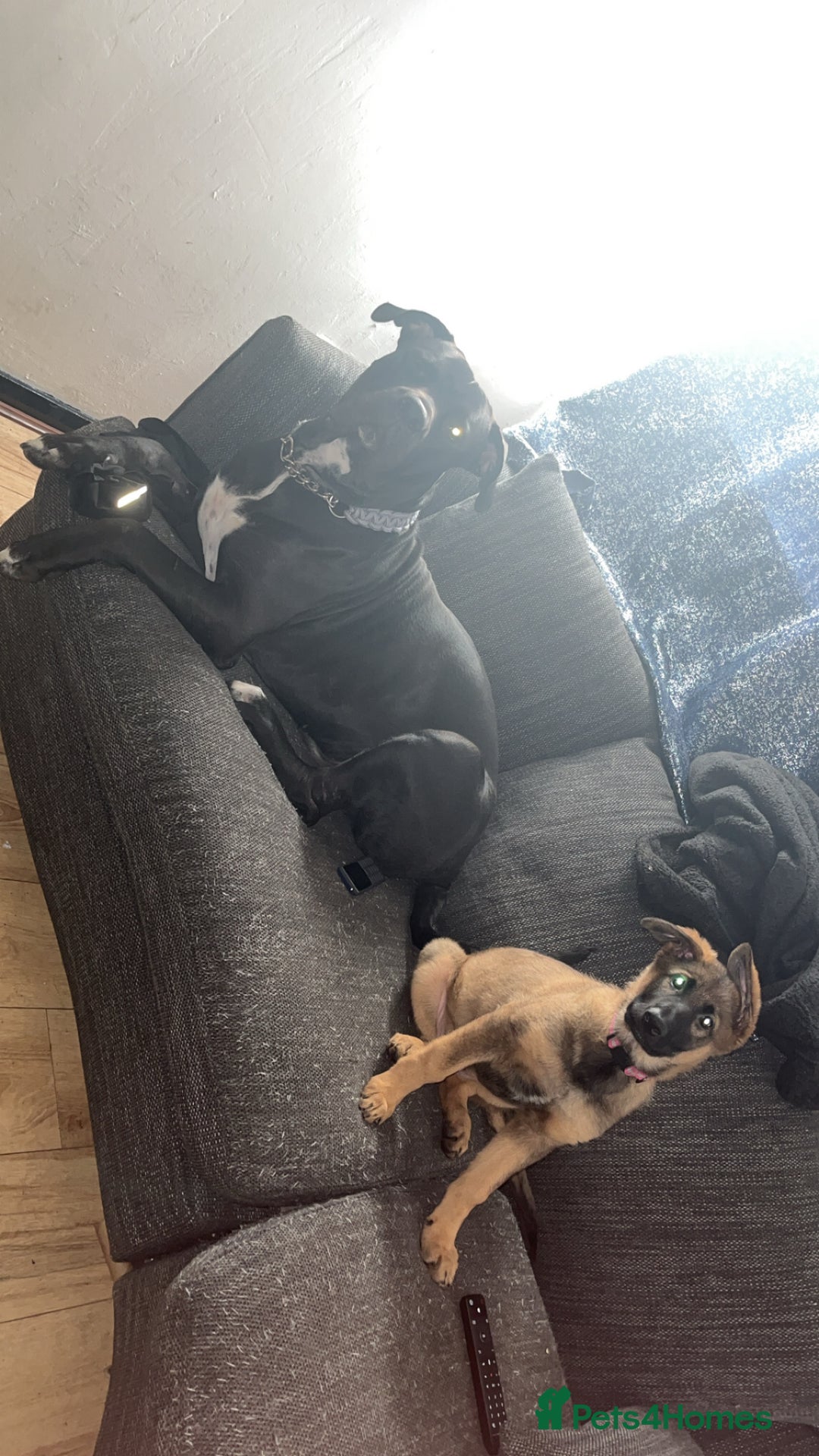 German Shepherd dogs for sale: Narla GSD puppy - Image 2
