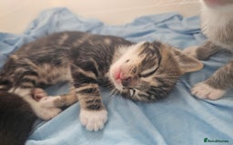 Mixed Breed cats for sale: Kittens Available to Reserve - Image 26