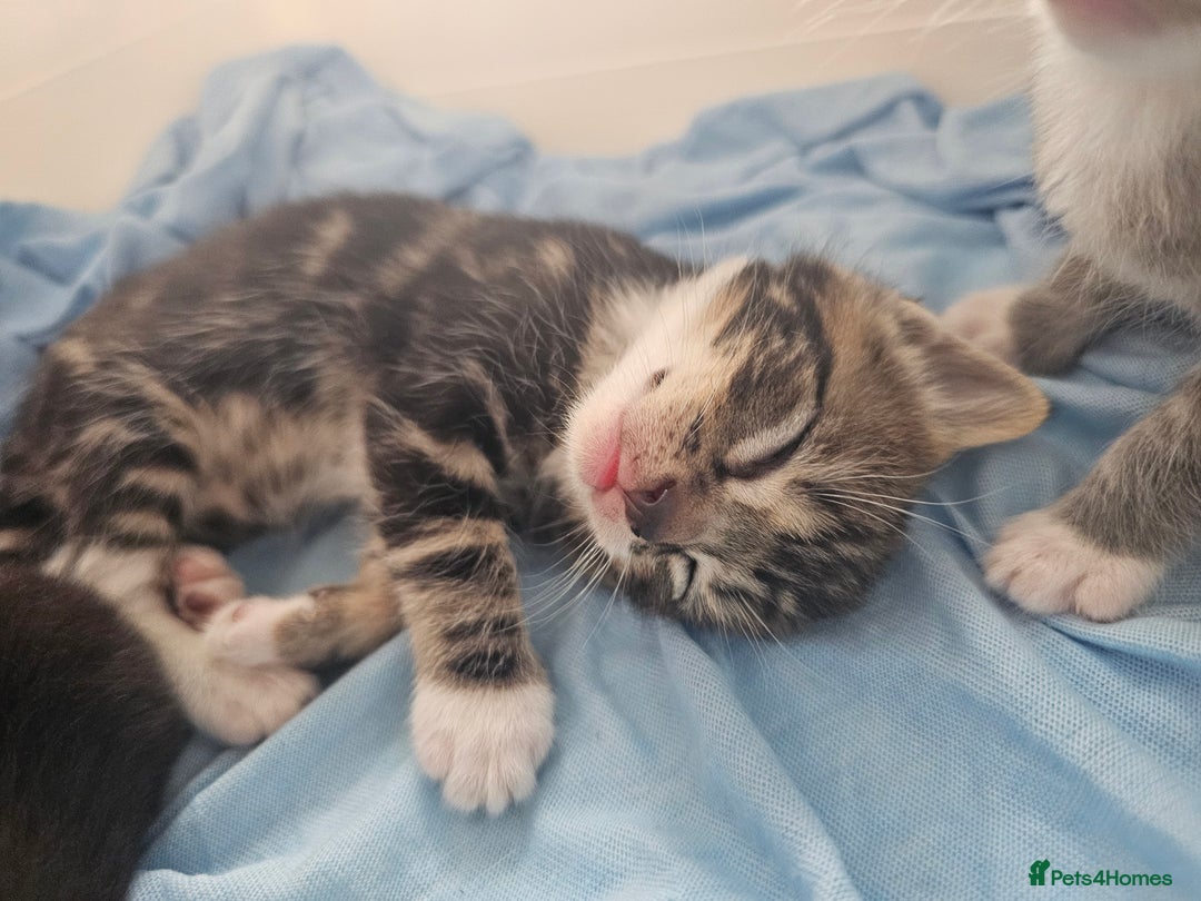 Mixed Breed cats for sale: Kittens Available to Reserve - Image 26