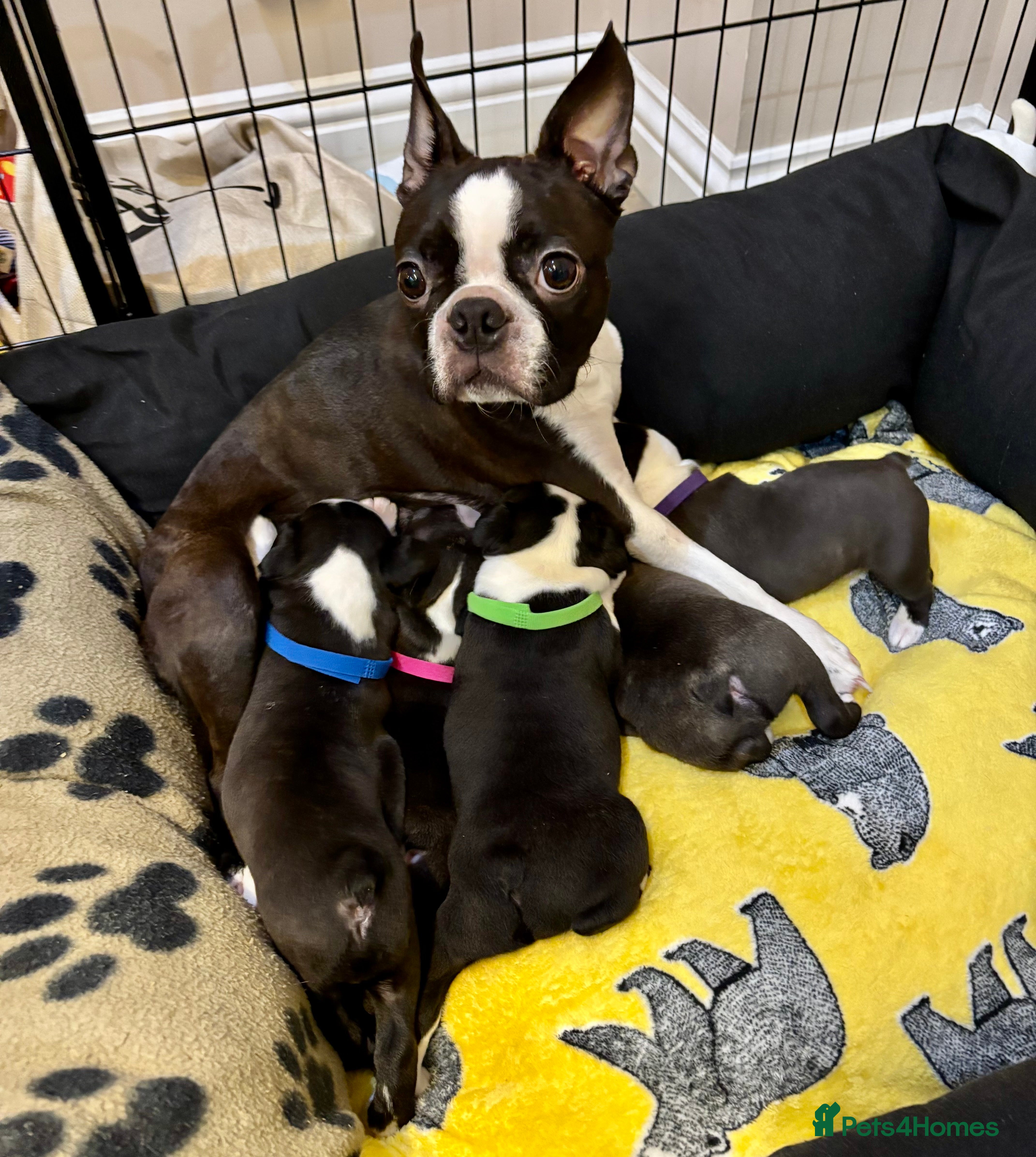 Boston Terrier dogs Boston Terriers for sale - Advert 1