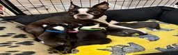 Boston Terrier dogs for sale: Boston Terriers for sale - Advert 1