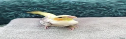 Cockatiels birds for sale: Hand tamed cockatiels parakeets DNA sexed male  - Advert 12
