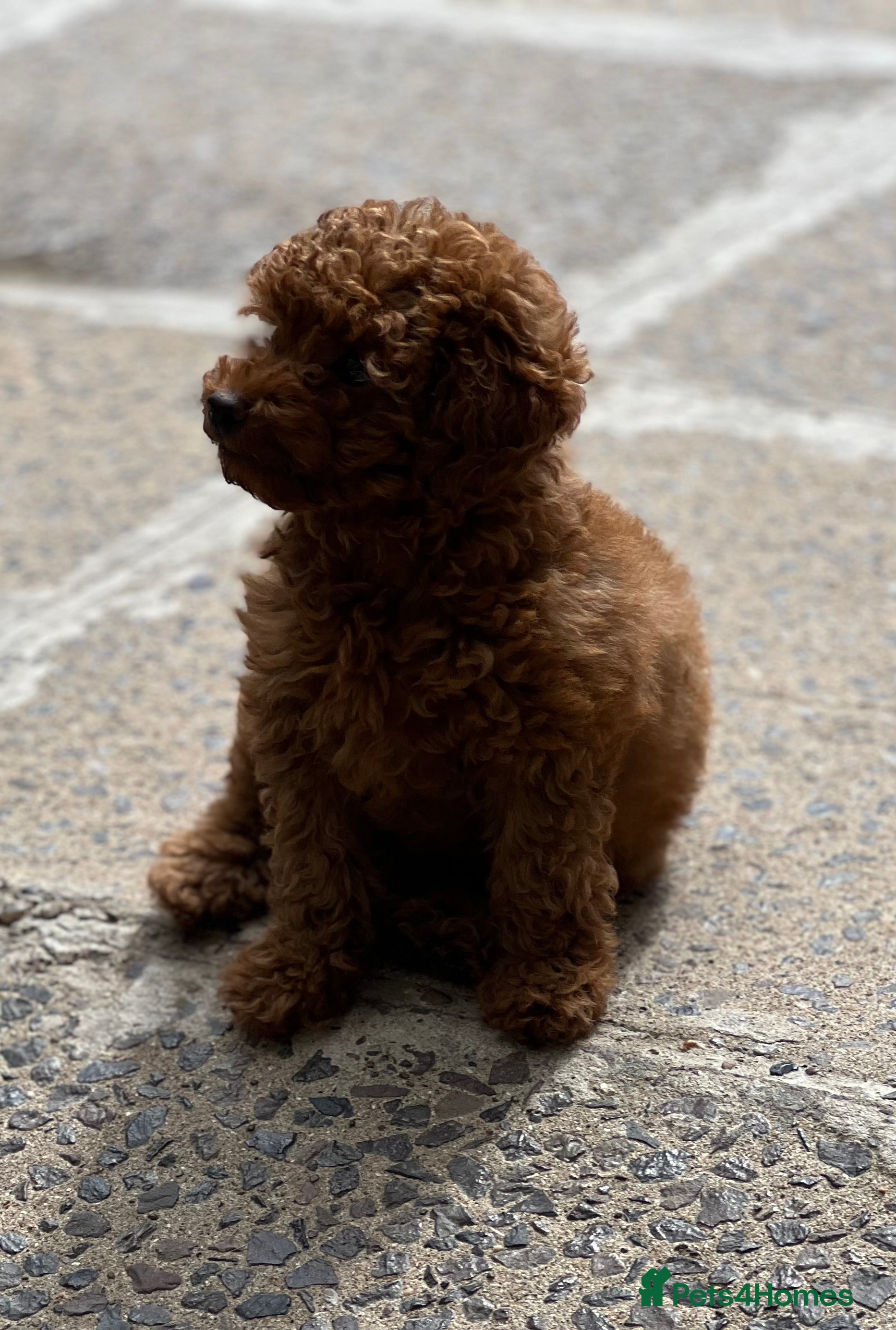 Toy Poodle dogs FEMALE TOY POODLE FOR SALE DARK RED  - Advert 10
