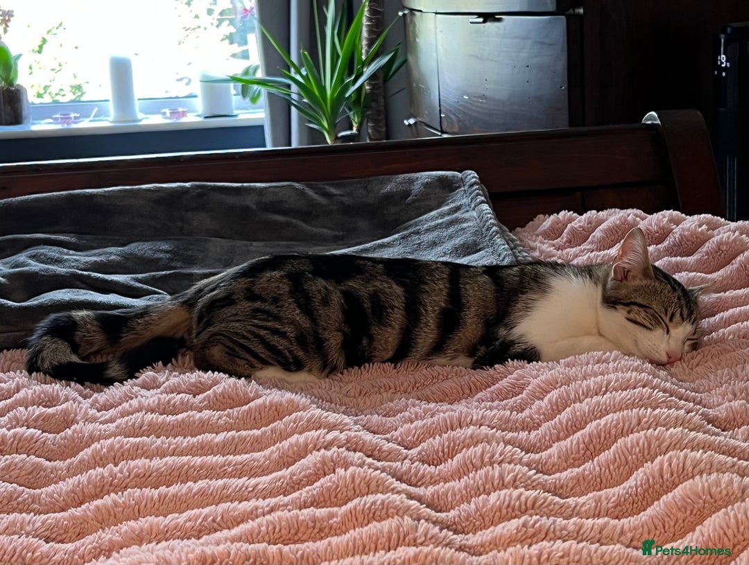 Mixed Breed cats for sale: Beautiful Bengal Cross seeking a loving new home - Advert 5