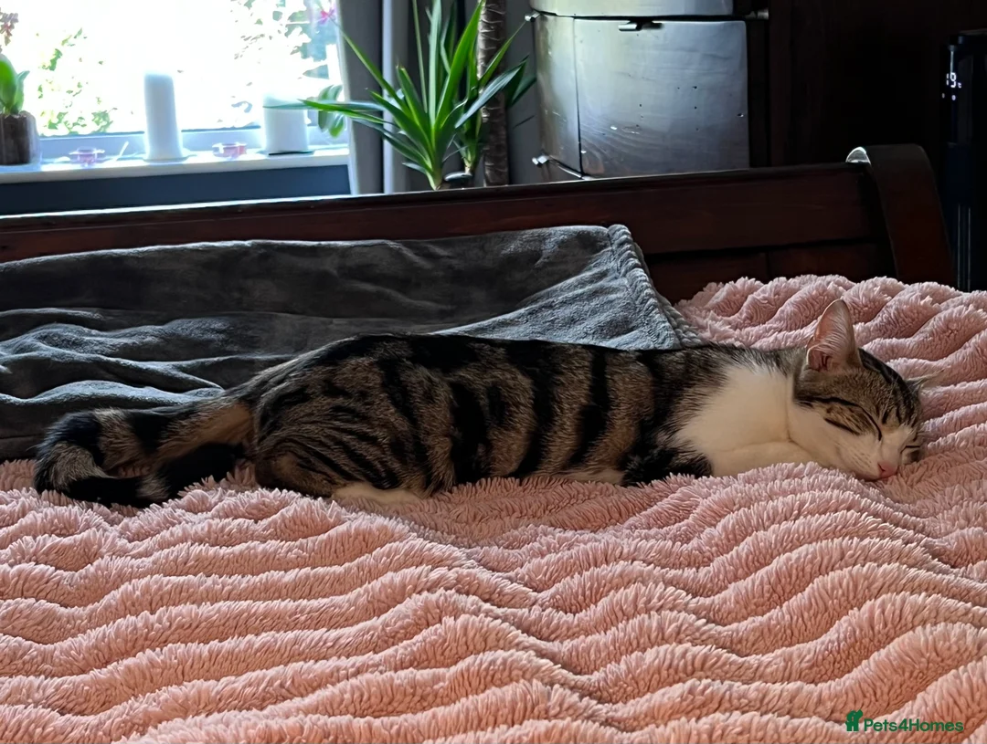 Mixed Breed cats for sale: Beautiful Bengal Cross seeking a loving new home - Advert 5