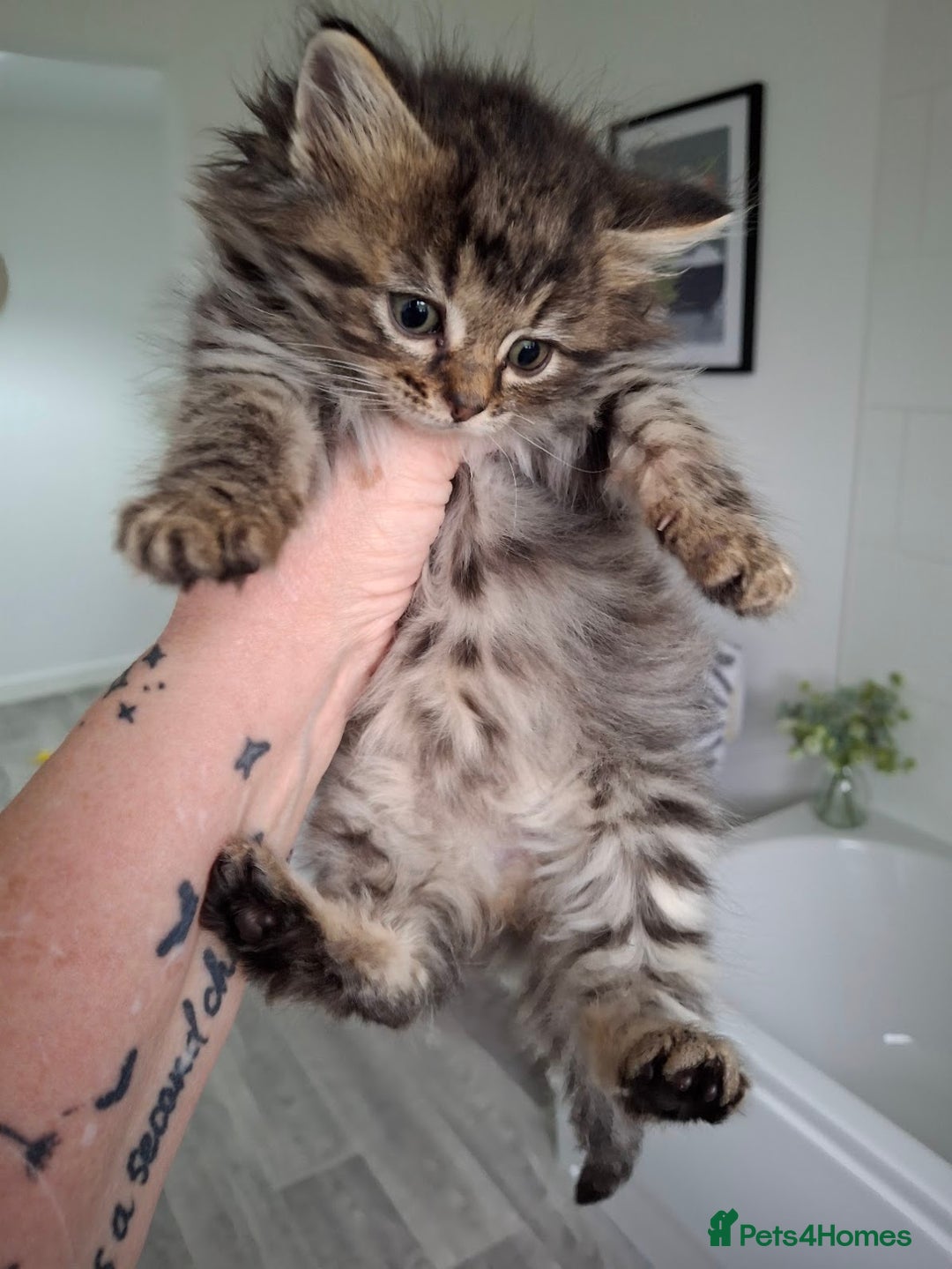 Ragdoll cats for sale: Beautiful Bengal/Ragdoll Male Kitten - Image 7