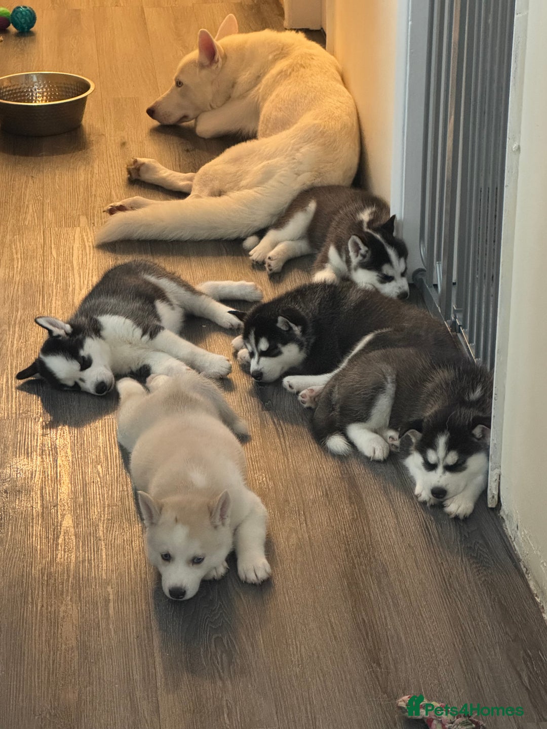 Siberian Husky dogs for sale: Adorable Husky Puppies  - Image 3