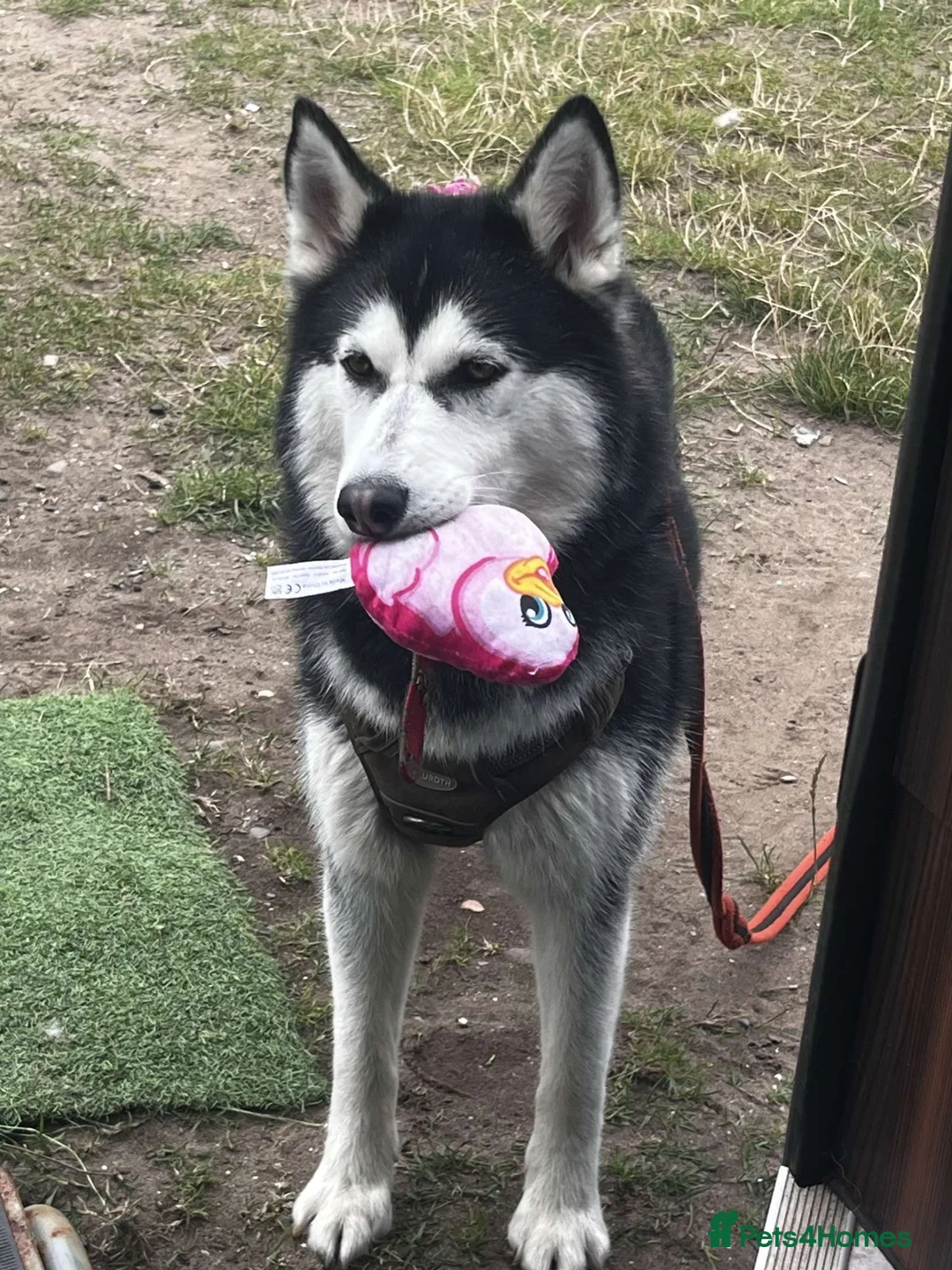 Siberian Husky dogs for sale: Stunning husky pups  in Bolton - Advert 2