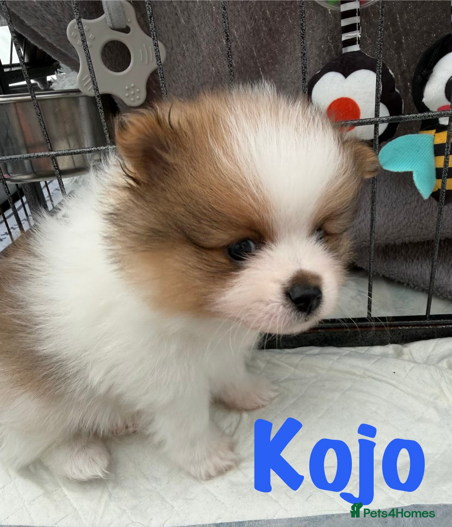 Pomeranian dogs for sale: Pomeranian Puppies Available To Reserve Now in Manchester - Advert 18