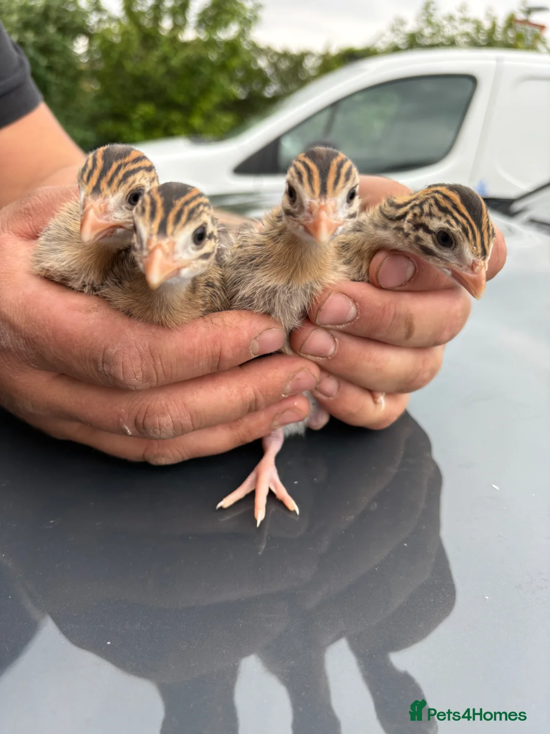 Guinea Fowl poultry for sale: Guinea fowl keets for sale in King's Lynn - Advert 1
