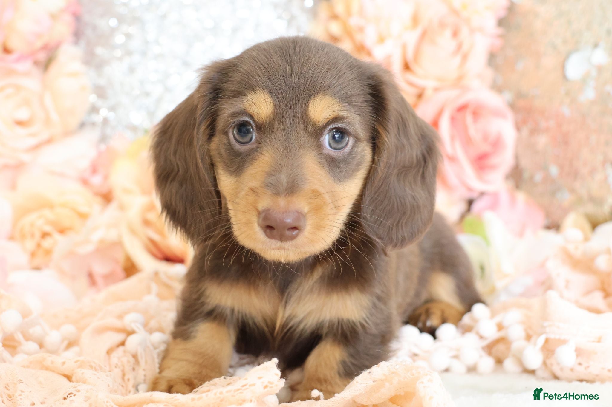 Miniature Dachshund dogs KC Longhair Miniature Dachshunds - Advert 1
