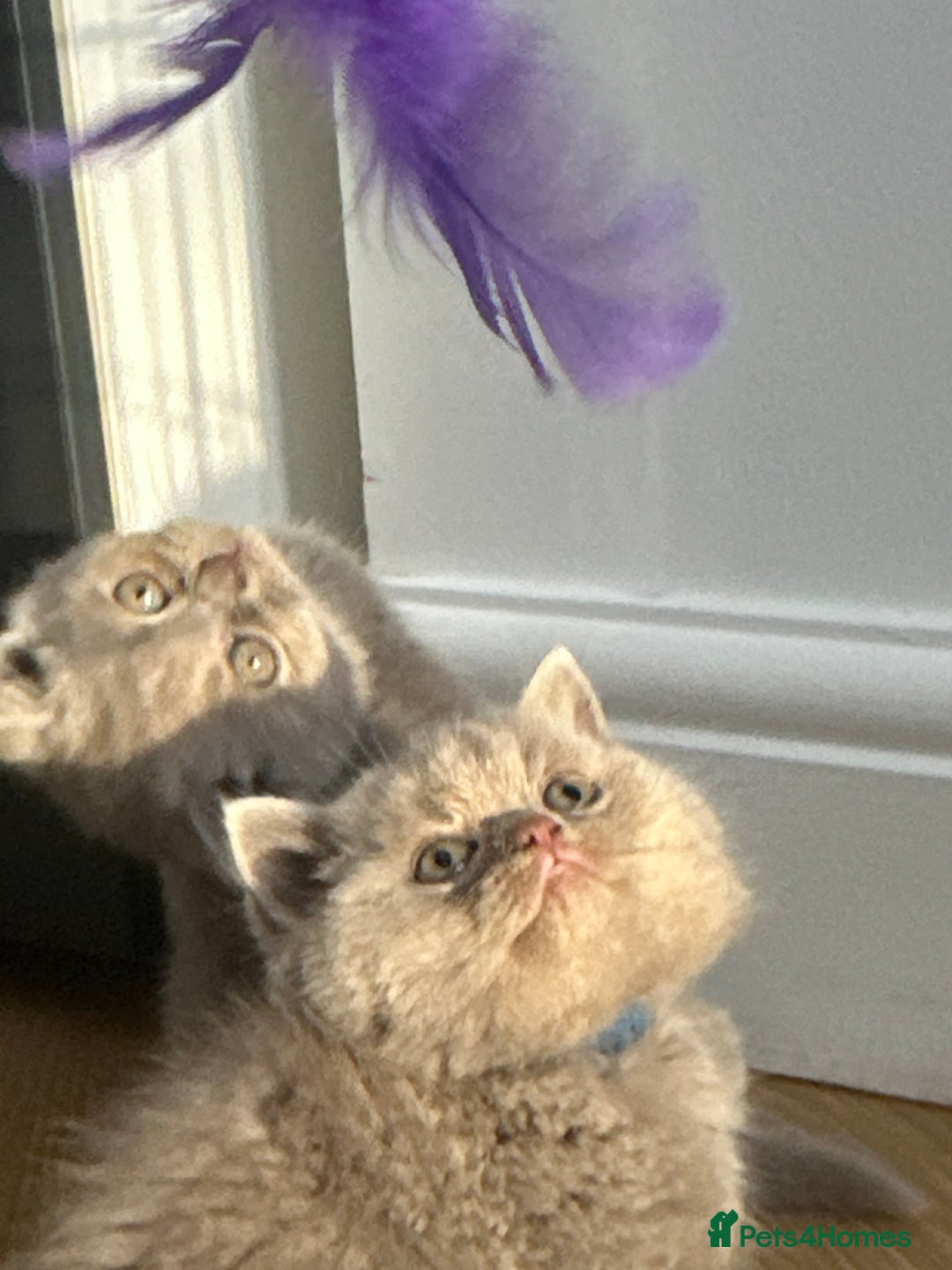 British Shorthair cats for sale: 🌈🌈😍😍Stunning Pure Pedigree Litter BSH ❤️❤️🌈🌈 - Advert 12