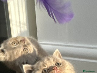 British Shorthair cats 🌈😍Stunning READY Pure Bred Litter BSH ❤️🌈 - Advert 10