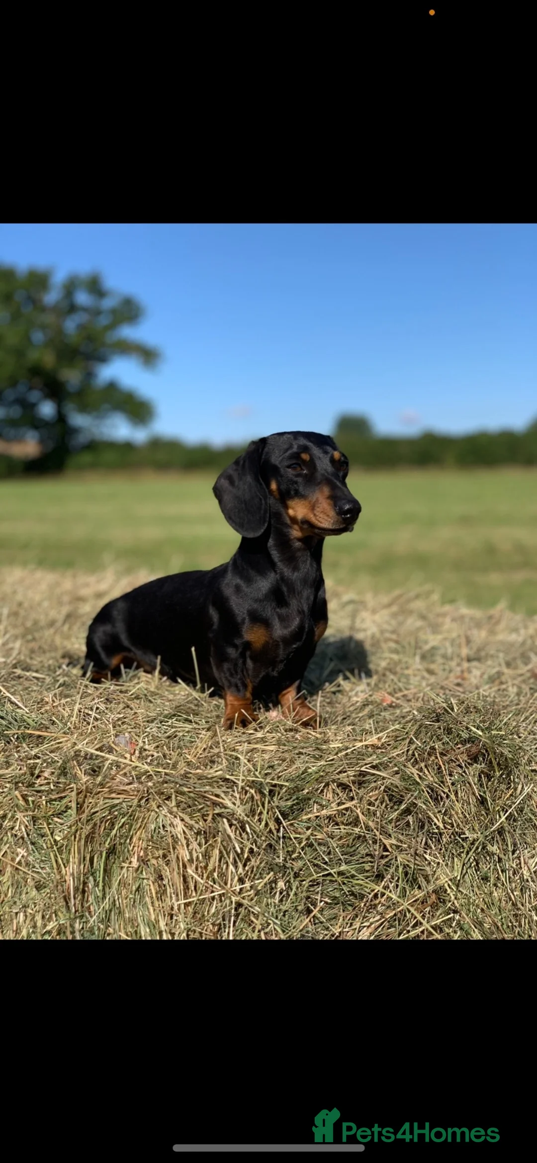 Miniature Dachshund dogs for stud: Health tested and proven miniature dachshund stud  in Malmesbury - Advert 2