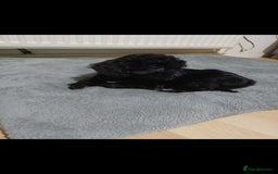 Cockapoo dogs for sale: Beutifull cockapoos  - Image 8