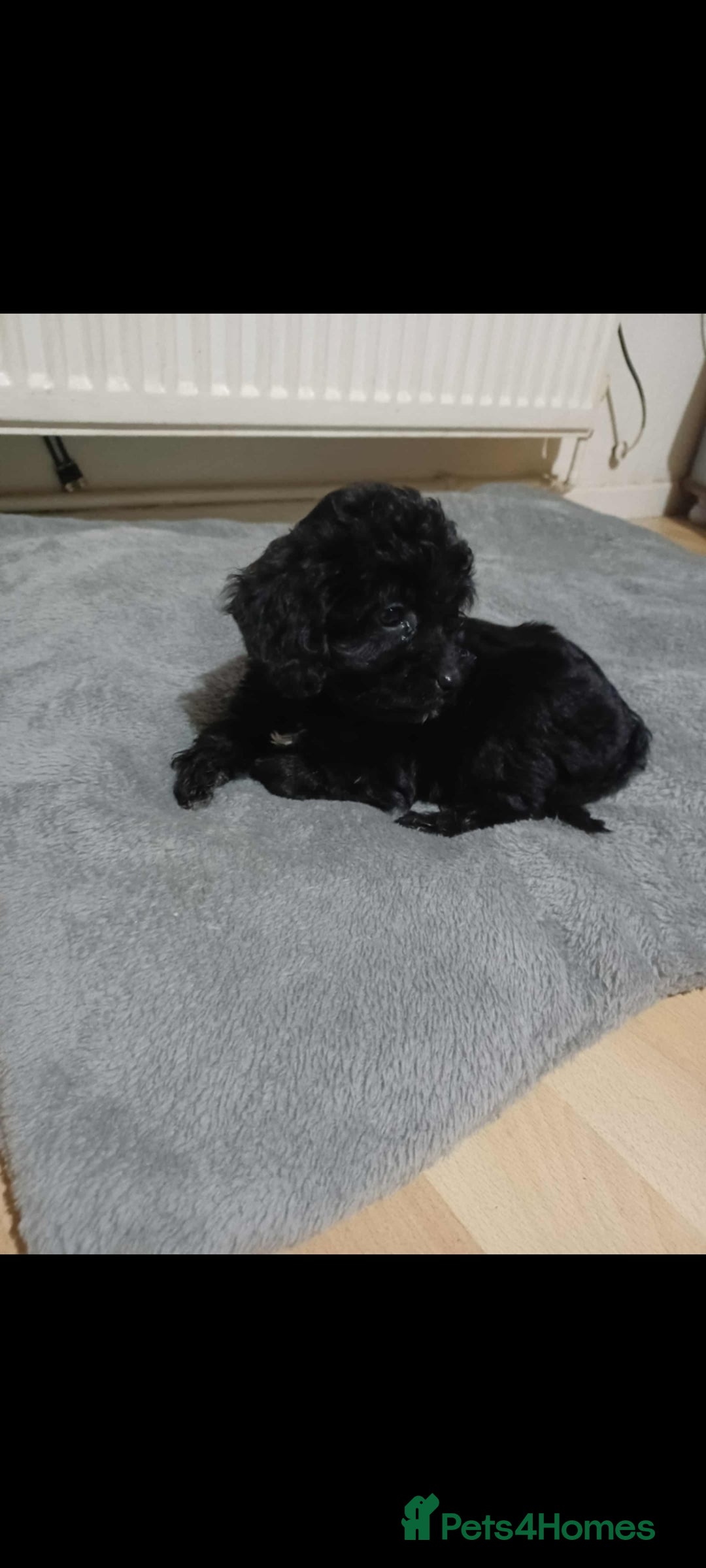 Cockapoo dogs for sale: Beutifull cockapoos  - Image 8