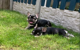 French Bulldog dogs for sale: 2 beautiful french bulldog puppies available  in Oldbury - Image 16
