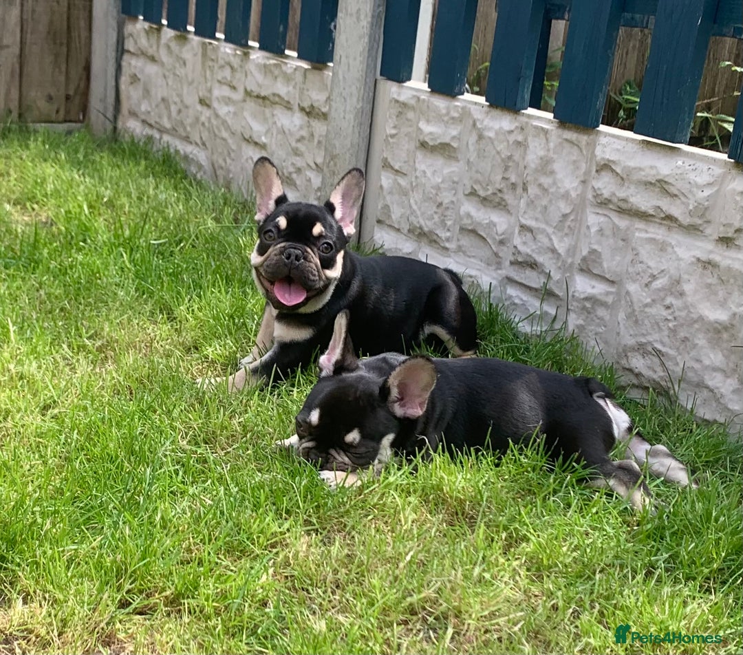French Bulldog dogs for sale: 2 beautiful french bulldog puppies available  in Oldbury - Image 16