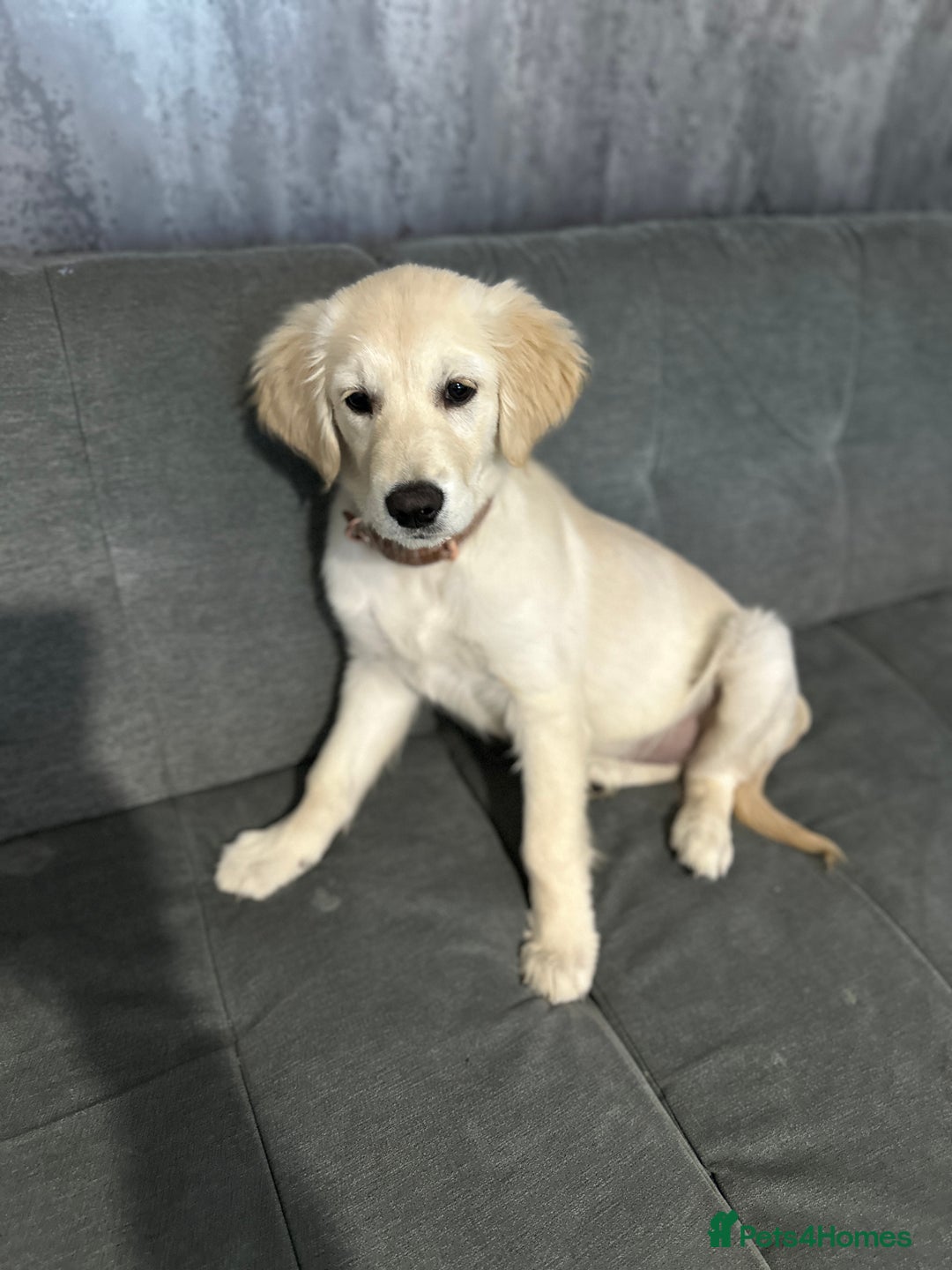 Golden Retriever dogs for sale: Golden retriever  - Advert 6