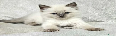 Ragdoll 1