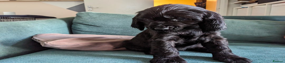 Sprocker Puppy 7