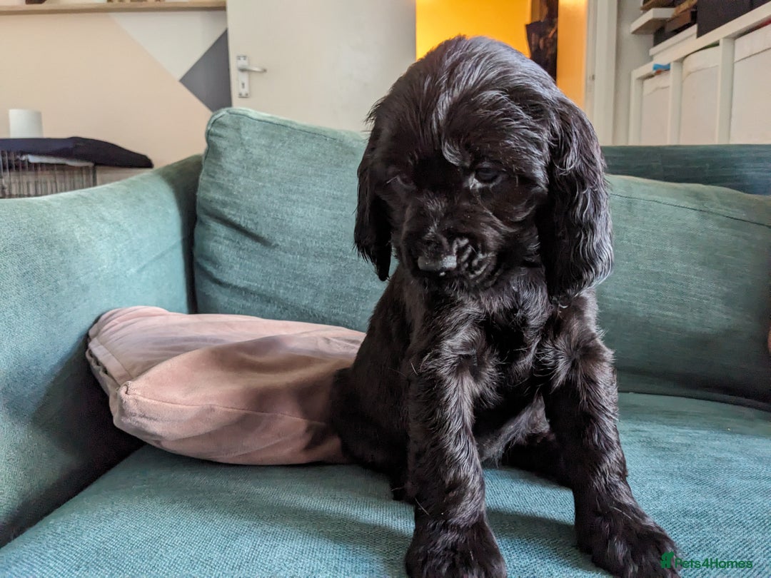 Sprocker dogs for sale: Last Sprocker puppy remaining - Image 5