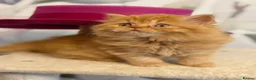 British Shorthair cats for sale: Registered Pedigree British Shorthair & Longhair  in Stafford - Advert 29