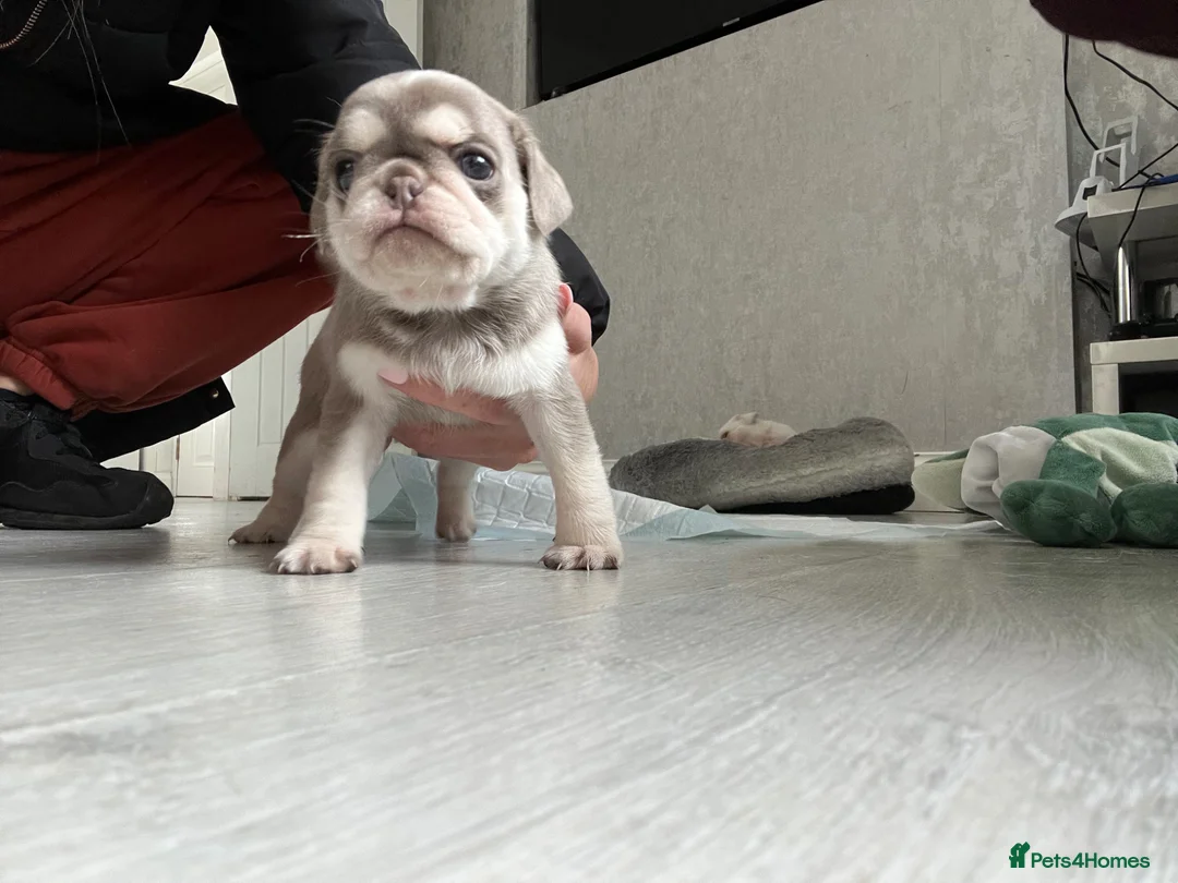 Pug dogs for sale: Pug puppies mixed litter - Advert 2