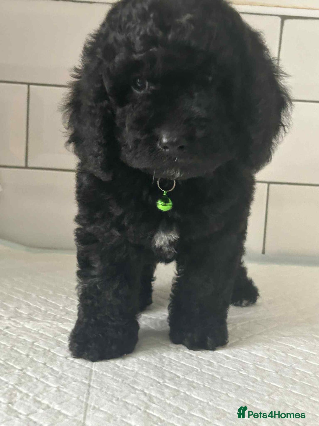 Cockapoo dogs for sale: Nobody chose me - Image 7