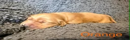 Golden Retriever dogs for sale: Amazingly beautiful golden pups  - Advert 11