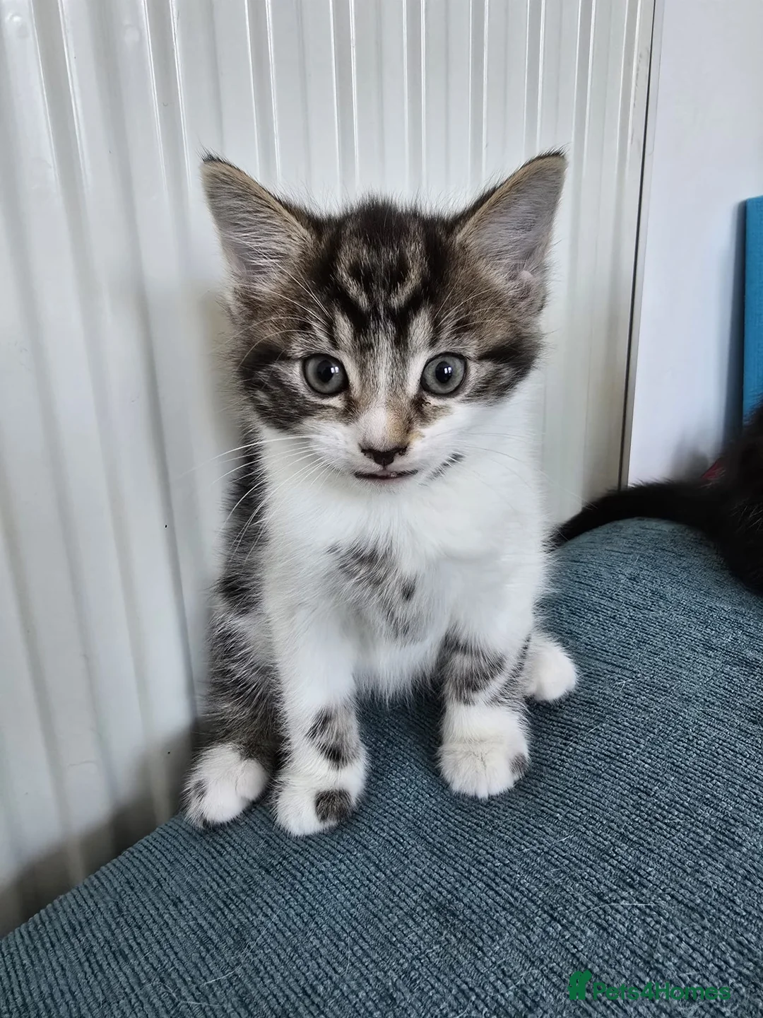 Mixed Breed cats for sale: 2 Kitten for sell in Brentwood - Advert 2