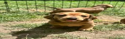 Dachshund dogs for sale: Miniature dachshund puppies in Sunbury-on-Thames - Advert 7