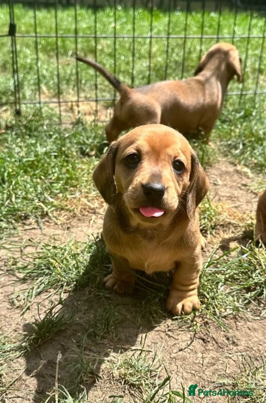 Dachshund dogs for sale: Miniature dachshund puppies in Sunbury-on-Thames - Advert 7