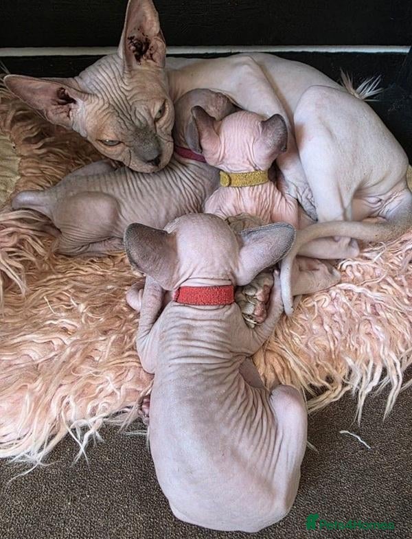 Sphynx cats Uniquely Beautiful, Naturally Adorable-Sphynx  - Advert 4