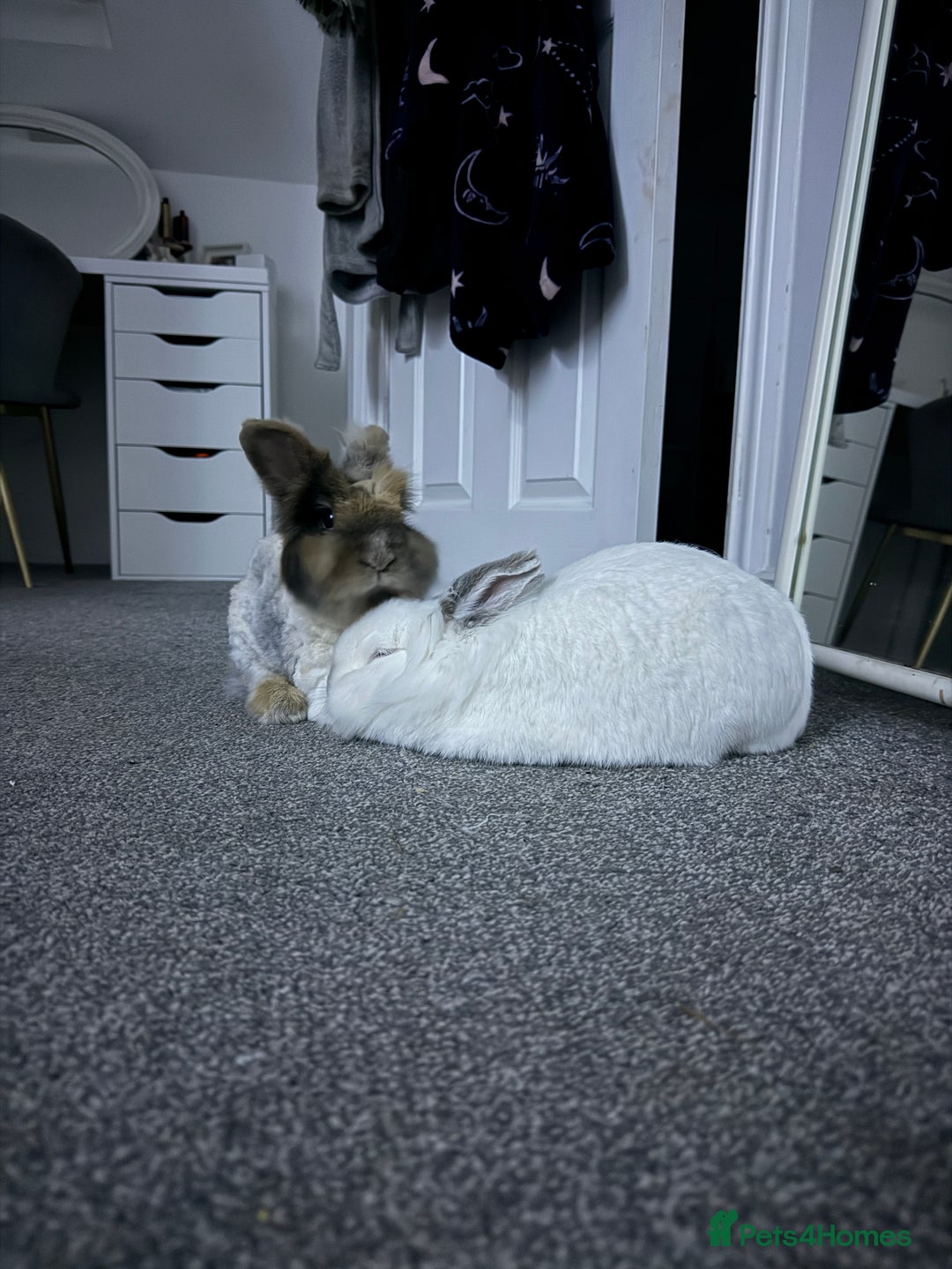 Lionhead rabbits for sale: Lionhead and double lion head  - Image 2