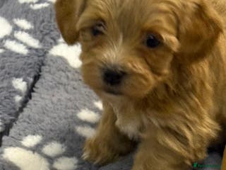 Maltipoo dogs Maltipoo puppies - Advert 13