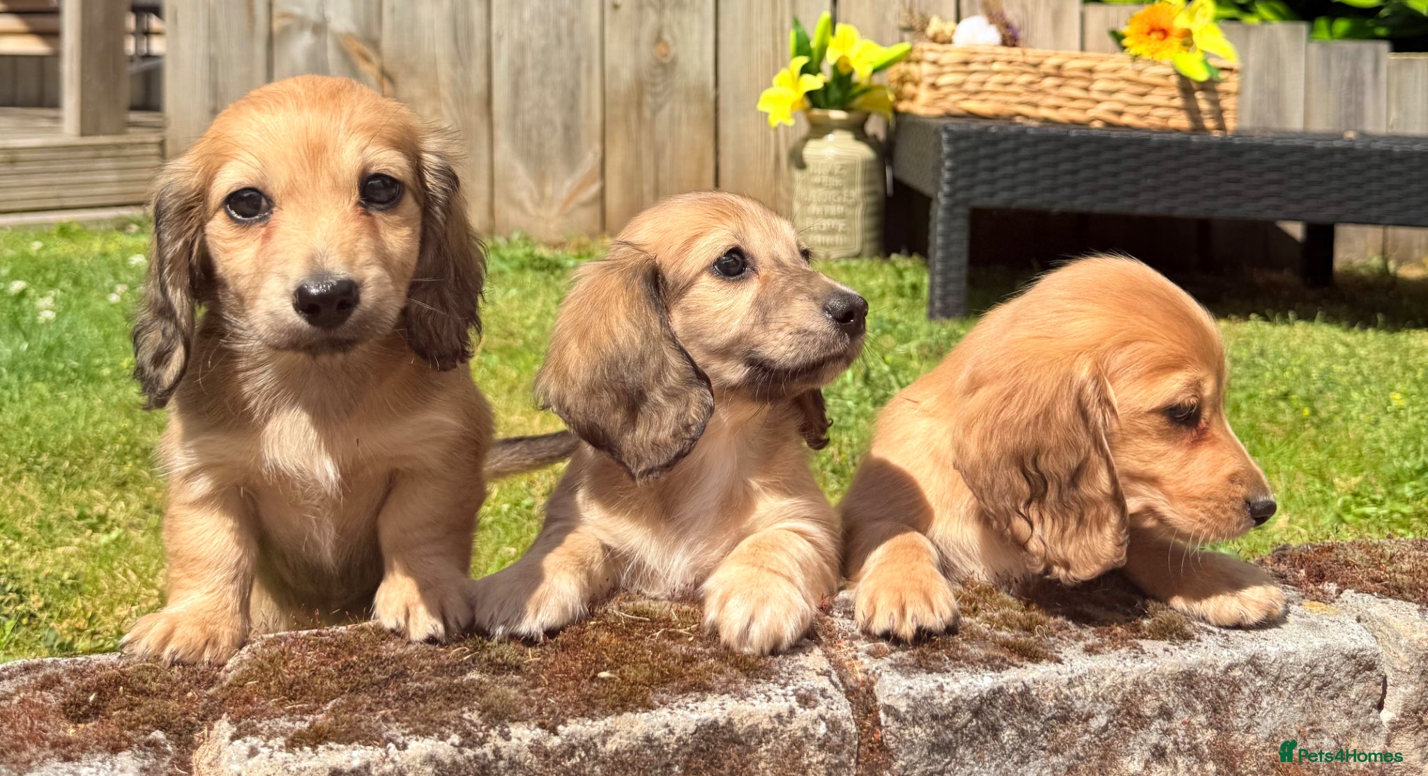 Miniature Dachshund dogs Long haired miniature dachshunds  - Advert 2