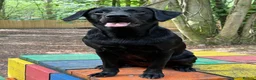 Labrador Retriever dogs for stud: Labrador stud - Advert 3