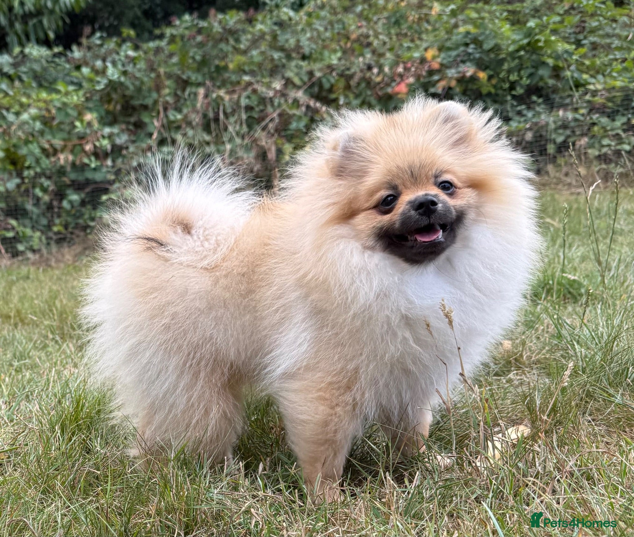 Pomeranian dogs  Teddy Bear Pomeranian Puppy Boy 5 months old - Advert 5