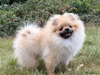 Pomeranian dogs Teddy Bear Pomeranian Puppy Boy 5 months old - Advert 1